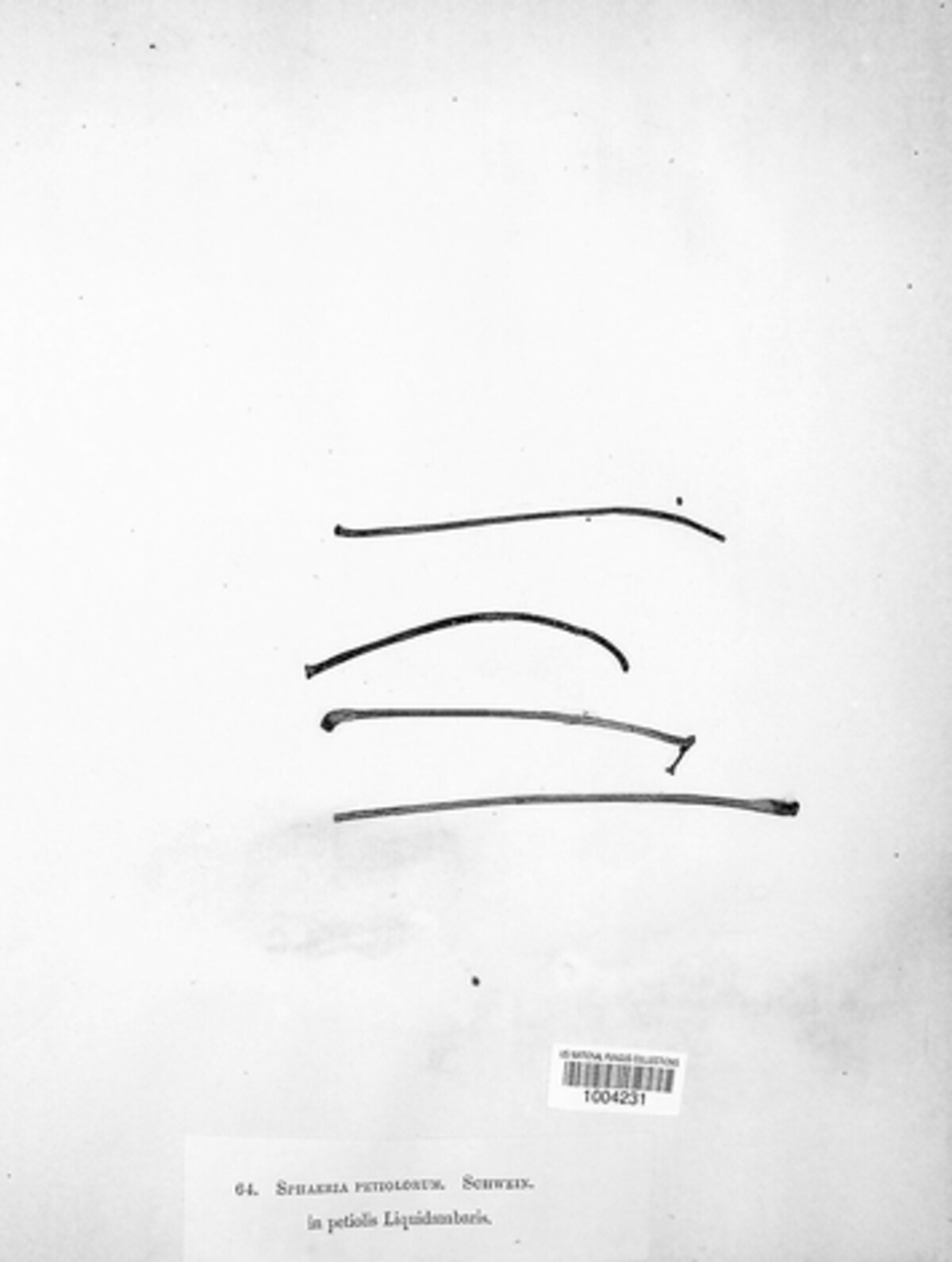 Ambarignomonia petiolorum image
